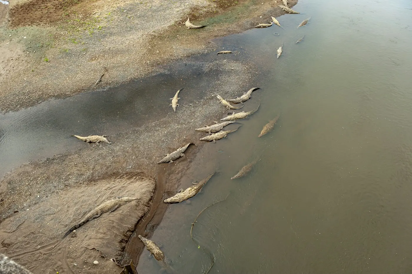 American crocodiles gathered on a muddy riverbank in Costa Rica, seen from above
