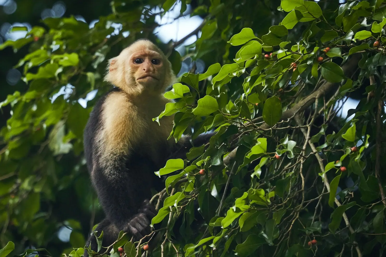 White-faced capuchin monkey in a tree near Manuel Antonio, Costa Rica