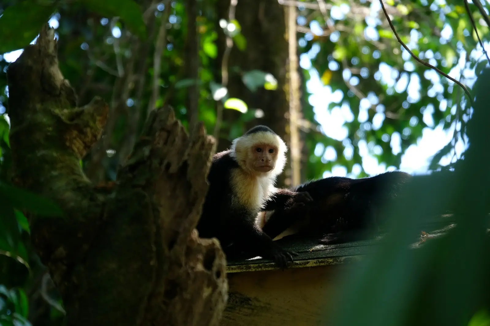 A white-faced capuchin monkey in the forest canopy at Manuel Antonio National Park, Costa Rica