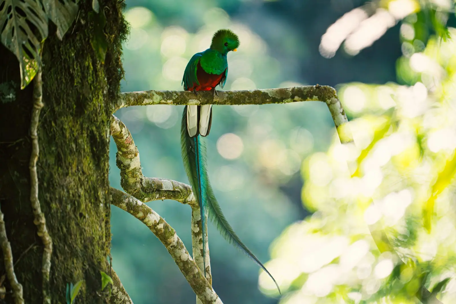 Resplendent quetzal with long green tail feathers perched on a branch