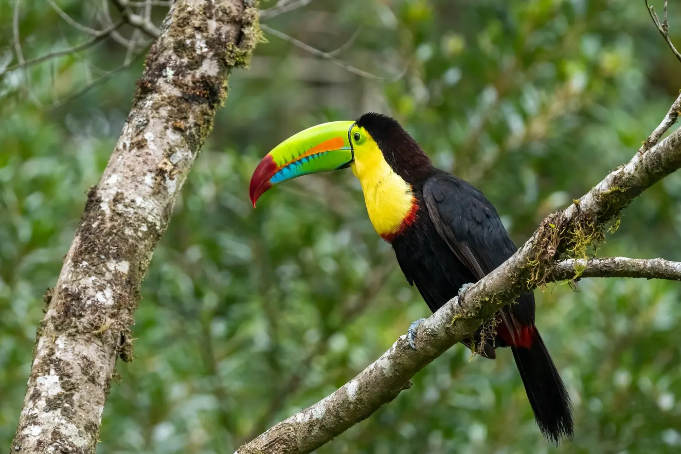 Keel-billed toucan perched on a branch in the Monteverde cloud forest, the kind of wildlife a guide helps you spot