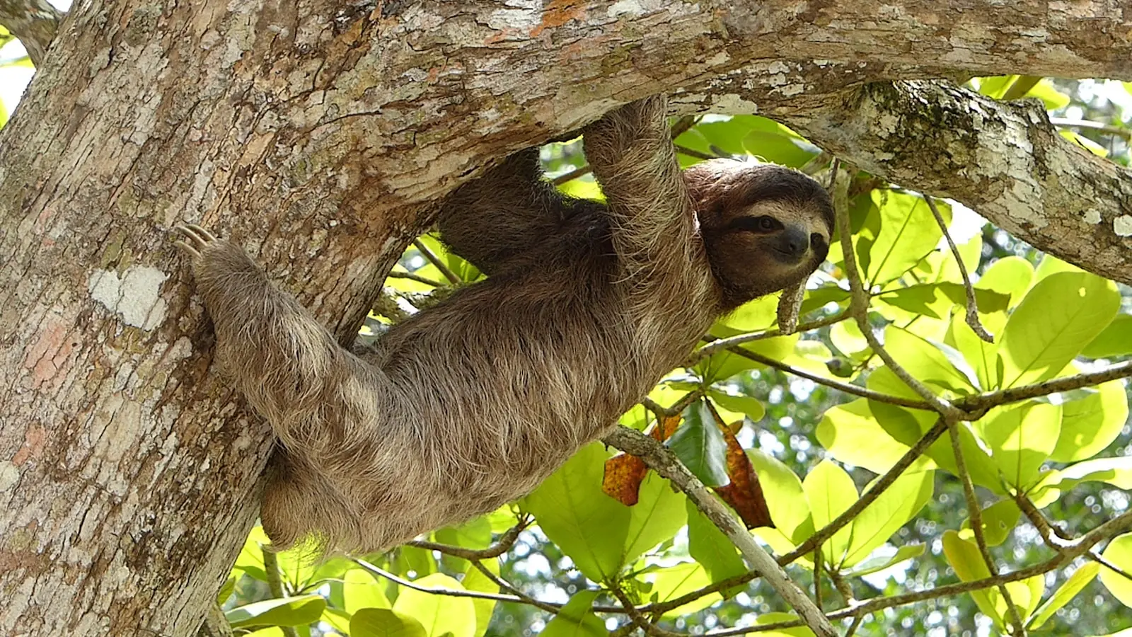 Three-toed sloth climbing through a tree in Costa Rica