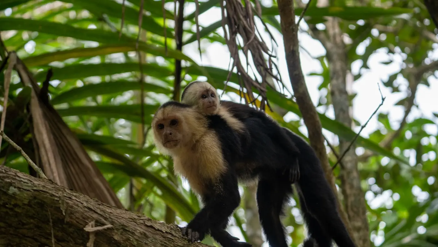 A white-faced capuchin monkey carrying its infant along a branch in Costa Rican rainforest