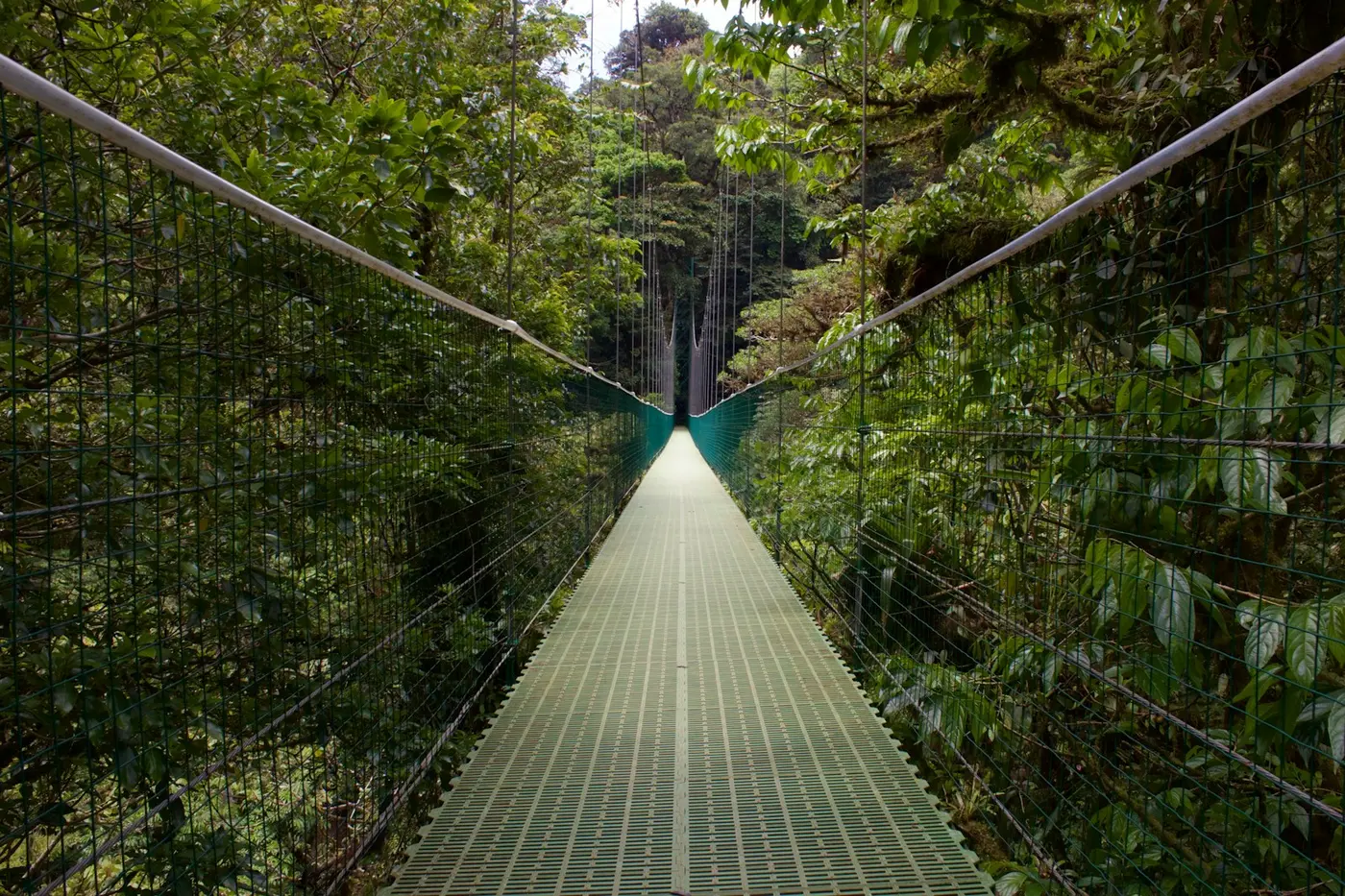 A hanging bridge walkway crossing through dense green cloud forest in Costa Rica